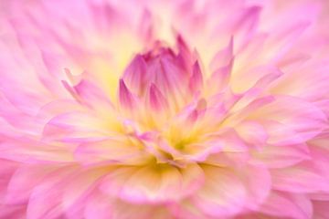 Dahlia sur Francis Dost