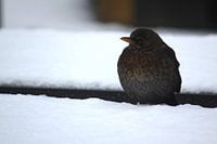 Baby-Karussell im Schnee