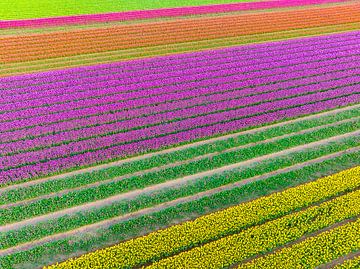 Champs de tulipes au printemps vus d'en haut sur Sjoerd van der Wal Photographie