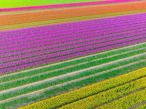Tulpenvelden in de lente van bovenaf gezien