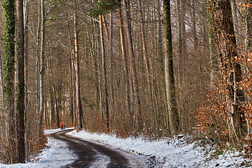 Pad in het winterbos