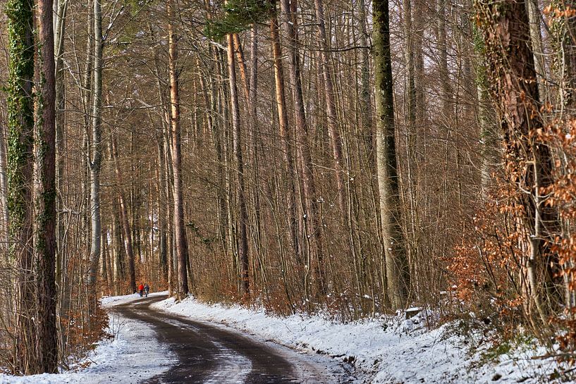 Chemin dans la forêt d'hiver par CSB-PHOTOGRAPHY