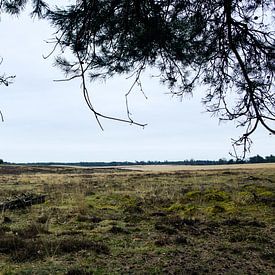 Deelerwoud, Veluwe Gelderland van Jeroen van Esseveldt