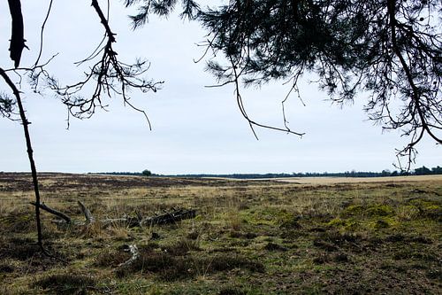 Deelerwoud, Veluwe Gelderland