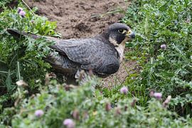 Wanderfalke von Loek Lobel