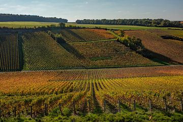 Weinberge in der Champagne von anne droogsma