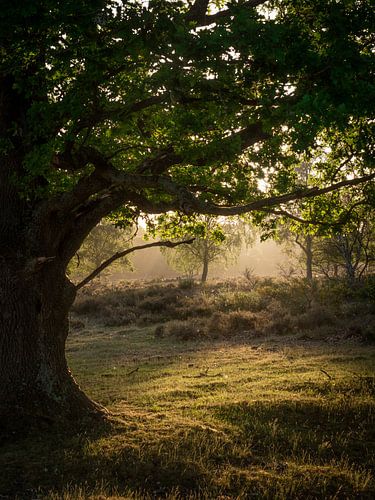 Het laatste gele licht