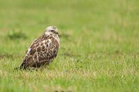 buzzard