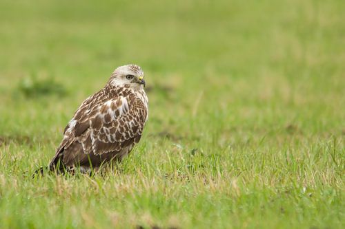 buzzard by Berry Brons