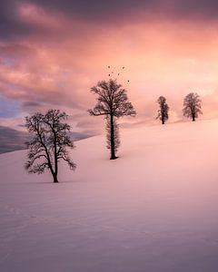 Des arbres dans la neige