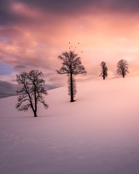 Des arbres dans la neige par Markus Stauffer