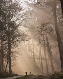Parc national de Veluwezoom sur Edwin Kooren