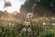 Paardenbloem bij zonsopkomst par Danielle Bosschaart Aperçu