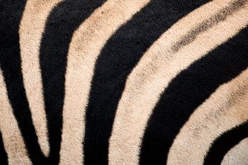 Zebra skin Kruger Park South Africa