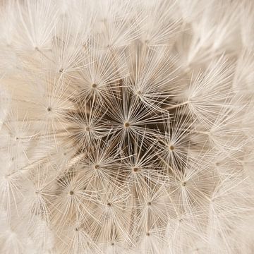 A square of dandelion fluff in warm brown tones