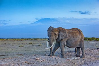 Eléphant devant le Kilimandjaro