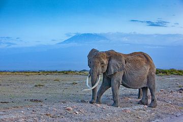 Olifant voor de Kilimanjaro