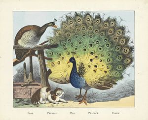 Paon. / Pavone. / Pfau. / Pfau. / Paauw, Firma von Joseph Scholz, 1829 - 1880_1Paon. / Pavone. / Pfa