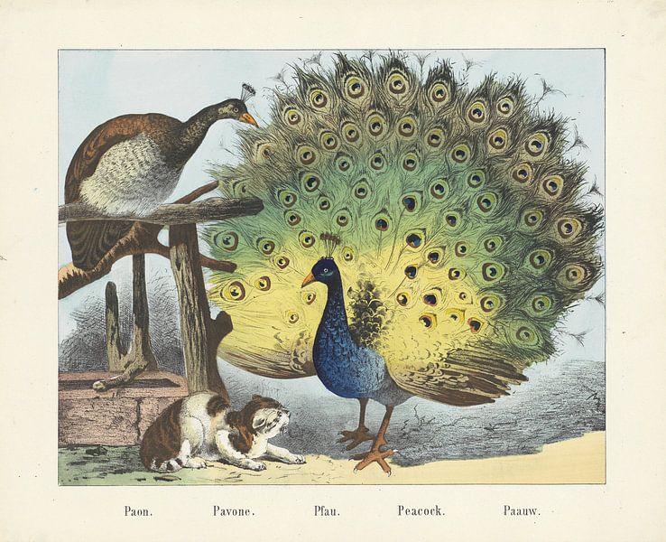 Paon. / Pavone. / Pfau. / Paon. / Paauw, firme de Joseph Scholz, 1829 - 1880_1Paon. / Pavone. / Pfau par Gave Meesters