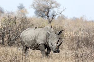 Rhinocéros blanc