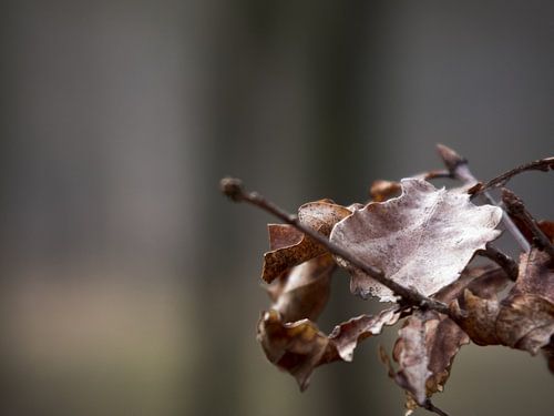 Autumn leaves von Job Westerduin