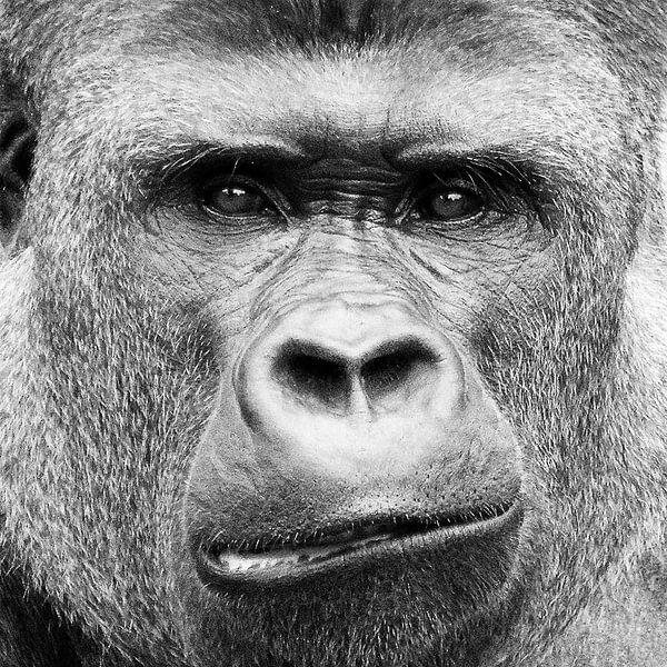 Gorilla Gorilla von Photo Art SD