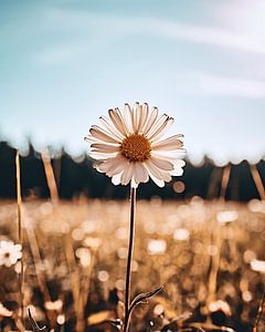 Wildblume im Kornfeld