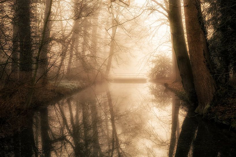 The Donck Forest by Cho Tang