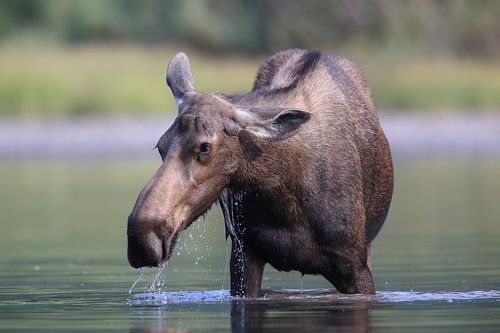 Elandkoe die waterplanten eet in het Glacier Nationaal Park in Montana, VS