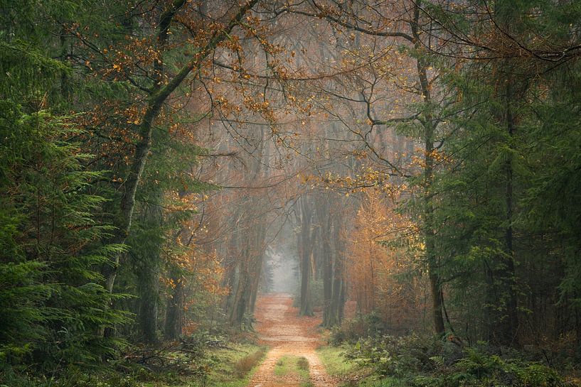 Walk into the forest by Jeroen Schouten