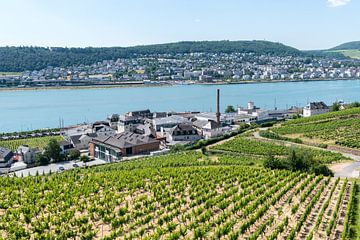 Zicht op de Asbach Uralt distilleerderij in Rüdesheim am Rhein van Wim Stolwerk