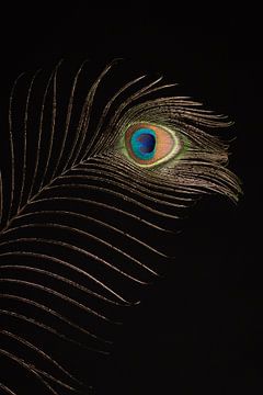 Peacock feather as eye-catcher (vertical) by Mayra Fotografie