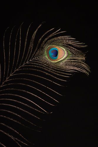 Peacock feather as eye-catcher (vertical)