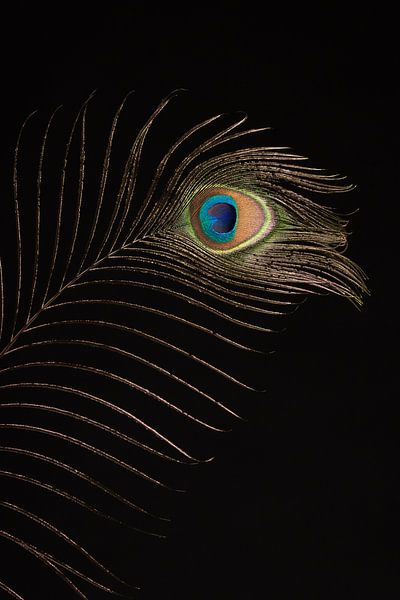 Peacock feather as eye-catcher (vertical) by Mayra Fotografie