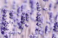 Lavender by Violetta Honkisz thumbnail