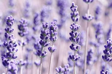 Lavendel von Violetta Honkisz