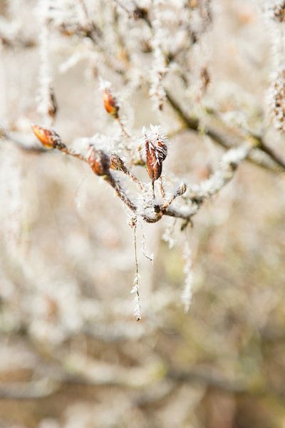 Winter  van Chantal Cornet