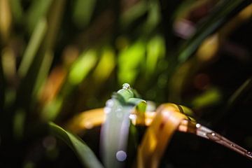 Wassertropfen von Rob Boon