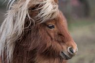 Pony van Marco Herman Photography thumbnail