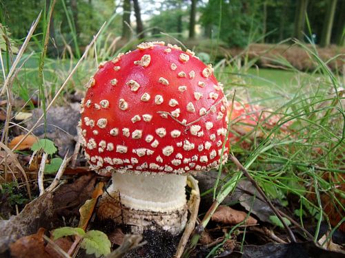 Vliegenzwam in het bos