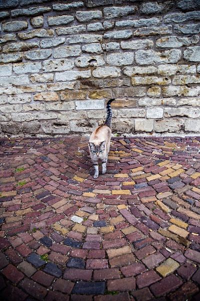Cattitude van Roland de Zeeuw