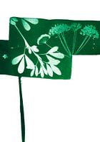 Green Leaves & Stripes