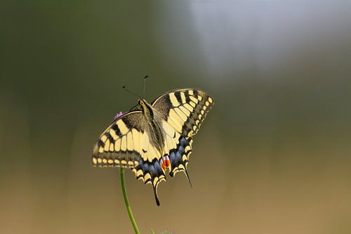 Der schönste Schmetterling der Niederlande