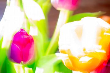Kunstige tulpen tulips in de zon van Patrice Schmitz - Pictures by Patrice