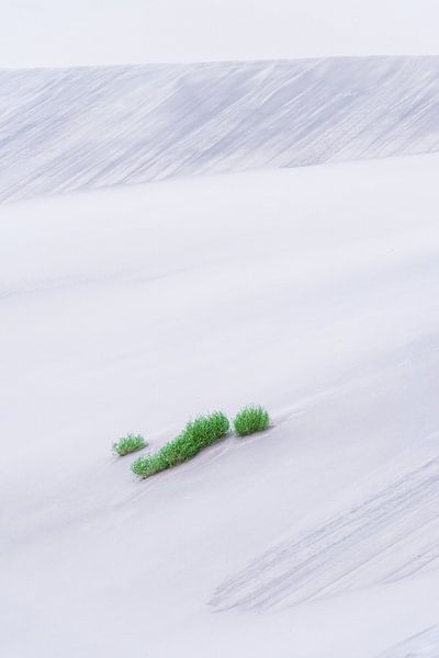 Abstract photograph of bushes in the dunes. by Luuk Belgers