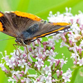 L'amiral sur Detlef Schöler Fotografie