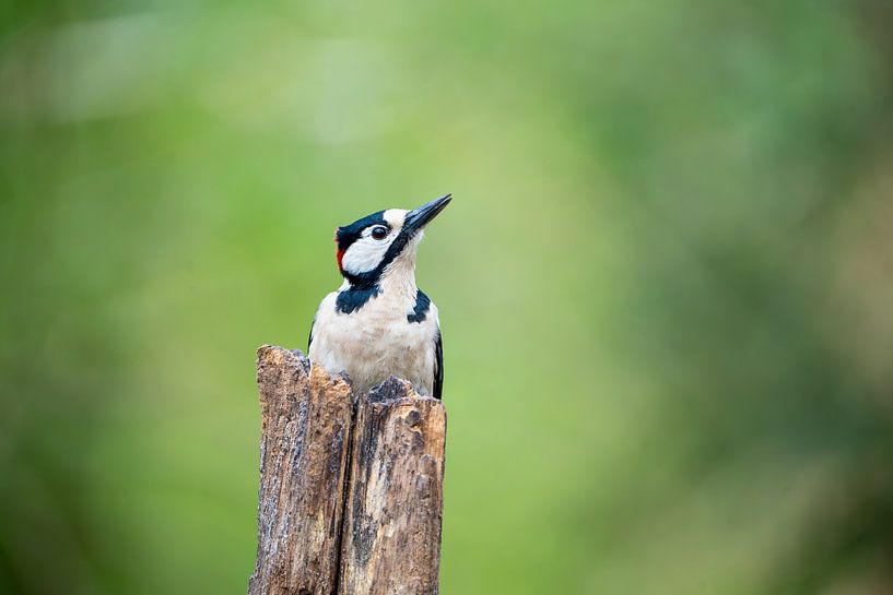 Great spotted woodpecker lonely on trunk by Yorick Elsinga