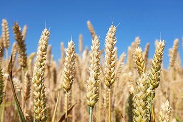 Wheat field by Dianne van der Velden