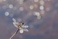Four-spot dragonfly with backlight and bokeh
