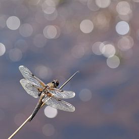 Four-spot dragonfly with backlight and bokeh by Sandra van Wingerden